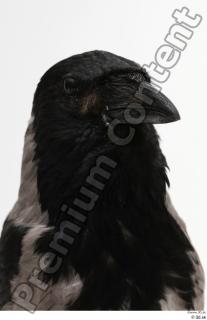 Carrion crow bird head 0001.jpg